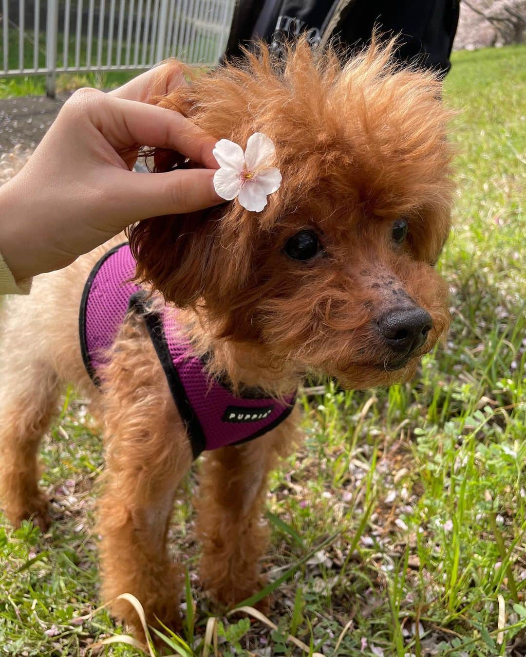 坂東遥さんのインスタグラム写真 - (坂東遥Instagram)「レオくんとお散歩🐶💛🌸」4月6日 21時40分 - b.haruka1103