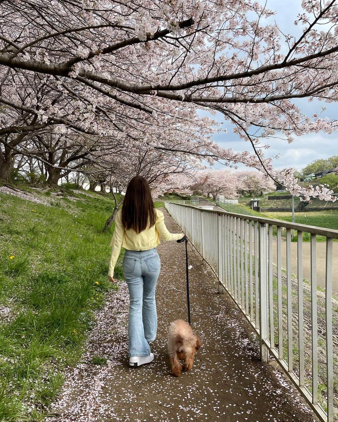 坂東遥さんのインスタグラム写真 - (坂東遥Instagram)「レオくんとお散歩🐶💛🌸」4月6日 21時40分 - b.haruka1103