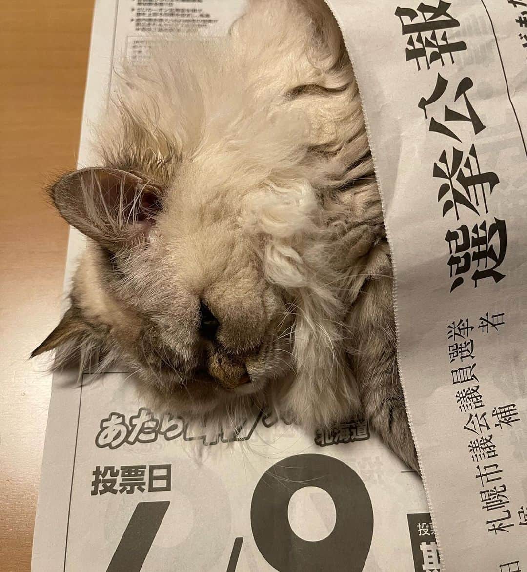 イチミ＆ポンズさんのインスタグラム写真 - (イチミ＆ポンズInstagram)「北海道知事選挙について考えるとうふちゃん。」4月6日 21時33分 - shimejiwasabi