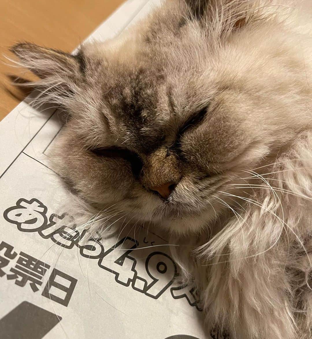 イチミ＆ポンズさんのインスタグラム写真 - (イチミ＆ポンズInstagram)「北海道知事選挙について考えるとうふちゃん。」4月6日 21時33分 - shimejiwasabi