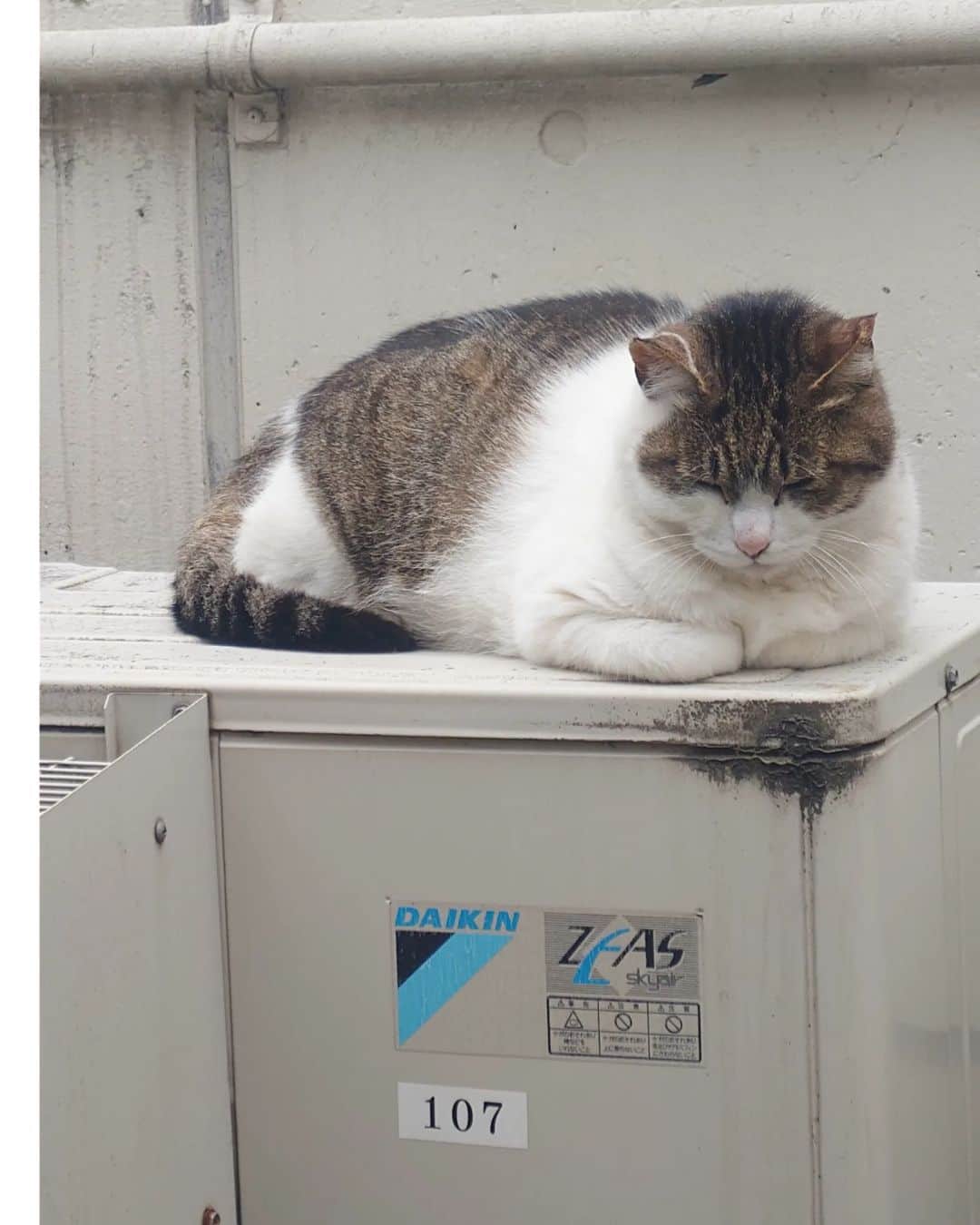 のインスタグラム：「· 今日は風が強かったﾆｬ😾」