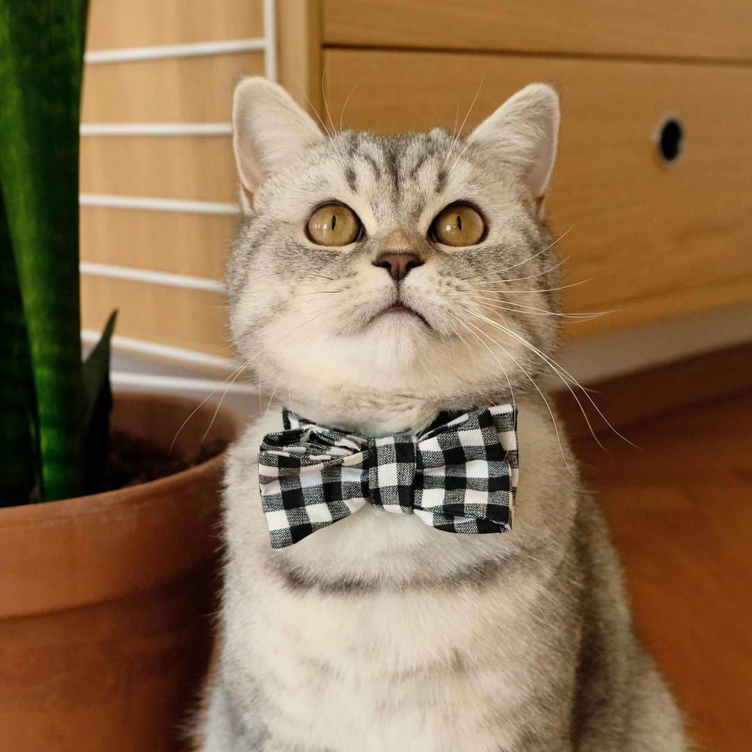 catinberlinさんのインスタグラム写真 - (catinberlinInstagram)「Casual Purrs - now available! 😻 catinberlin.com  #catinberlin #cats #cat #katze #pets #petsofinstagram #animals #bowtie #weeklyfluff #fluffy #fliege #cute #adorable #britishshorthair」4月6日 21時58分 - catinberlin