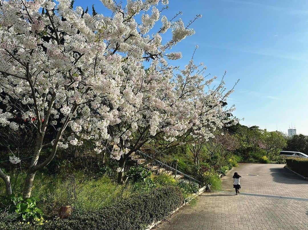 繁田美貴さんのインスタグラム写真 - (繁田美貴Instagram)「*＊ 『さくら、いっぱいがんばったんだね！』 保育園でのお散歩中、 以前は一輪しか咲いていなかった桜の木が いっぱい花を咲かせているのを見て 娘が言っていたと、先生が教えて下さいました。 愛おしい。。 なんか最近お尻にひっついてくるのですが、 それも愛おしい。。(動き辛いけど・笑) そんな娘の寝かしつけに成功し、 寝息を聞きながらインスタを書いている 今夜は木曜日。 木曜の夜といえば、 『マネーのまなび』お忘れなく♪ 始まりました！ #3歳 #育児日記  #春の思い出 #桜 #🌸 #おしりひっつきむし #娘ぱんだ日々成長中 #リンクコーデ #🦓」4月6日 22時04分 - handa_miki