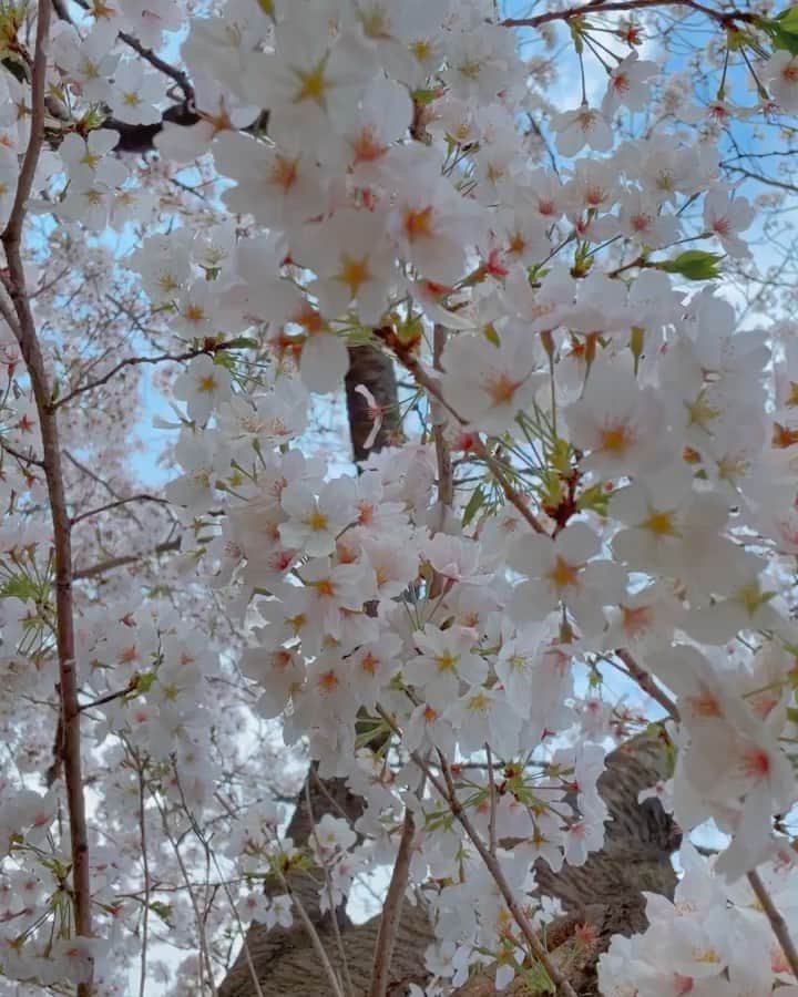 のインスタグラム：「🌸🌸🌸  ちゃんとお花見してないのに もう終わっちゃう、、🥲  #都会では綺麗に見えへん笑」