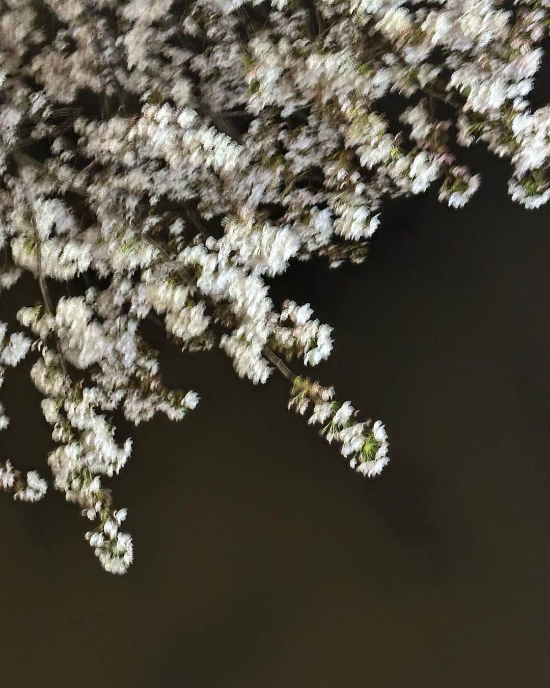 玉城翔子さんのインスタグラム写真 - (玉城翔子Instagram)「お花たち🌷🌹🌸👮🏻‍♂️」4月6日 22時11分 - shoco1116