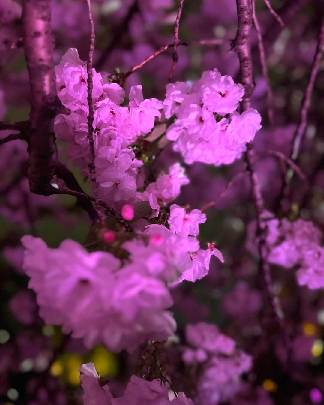 いとうまゆさんのインスタグラム写真 - (いとうまゆInstagram)「もうお花見は終わりかなと思っていたのですが、 ゆきゆっきちゃんにお誘いしてもらって新宿御苑のNAKEDに行けました🌸 (ありがとうー！)  牡丹桜？が満開で光の効果と相まってとても綺麗でした✨  幼馴染のあおちゃんと おマメは久しぶりに会ったんだけど ほっといたらず〜っと遊べそうな空気感でそれも嬉しかった🥹  ここ数年は難しかったけど今年は 美しい日本の四季と、子供同士の楽しい時間を堪能できてよかった・・・✨  #桜　#桜スポット  #新宿御苑 #日本の風景」4月6日 22時13分 - itomayu0411