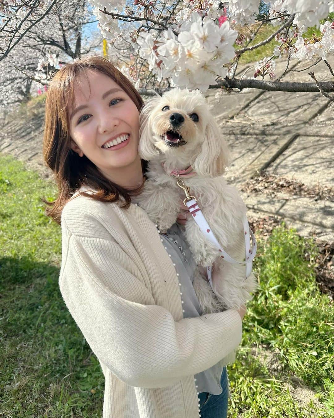 小菅晴香のインスタグラム：「・ ストーリーズにも載せたけど お気に入りだからこちらにも🐶🌸 ⁡ 桜いい香りするかい？？🌿 ⁡ ⁡ ⁡ #🌸 #マルプー」