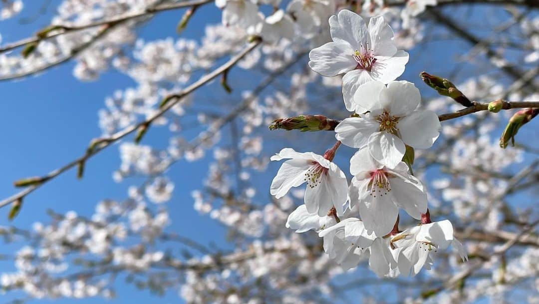 片山萌美さんのインスタグラム写真 - (片山萌美Instagram)「🌸  #定期的nature  #Cherryblossom  #2023  #japan」4月6日 22時19分 - moet_mi