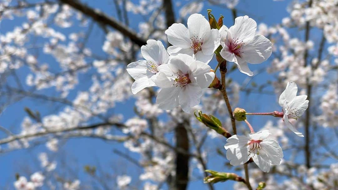 片山萌美さんのインスタグラム写真 - (片山萌美Instagram)「🌸  #定期的nature  #Cherryblossom  #2023  #japan」4月6日 22時19分 - moet_mi
