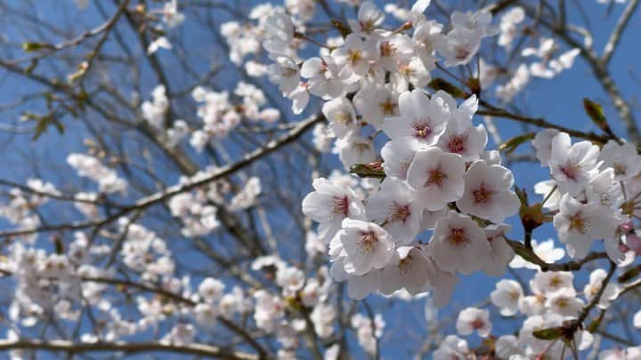 片山萌美のインスタグラム：「🌸  #定期的nature  #Cherryblossom  #2023  #japan」