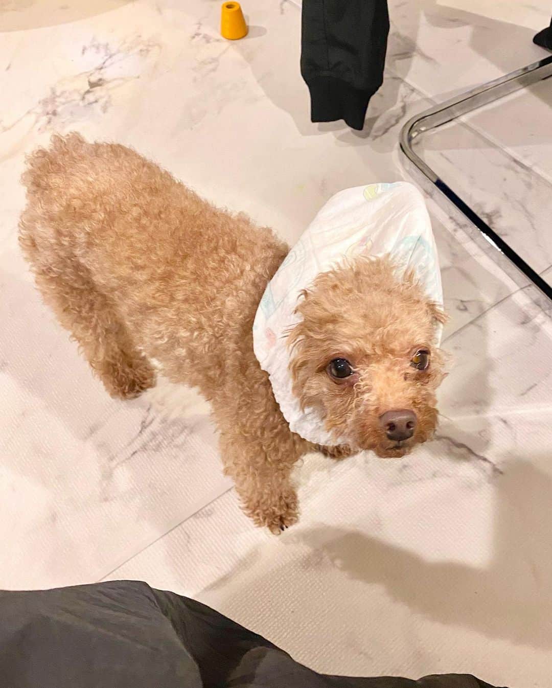 のインスタグラム：「我が家のわんこも元気にしております🐶 人間の言葉の中でも「だめ！」とか「危ないよ！」とかを特に理解しているようで、我が子が「だめ！」と言われているのが聞こえると、すっ飛んでいってダメだよって吠えて教えてあげてるようです。ちゃんとお兄ちゃんしてくれています🤣 #おむつ犬  明日もよじごじDays、よろしくお願いします🌸」