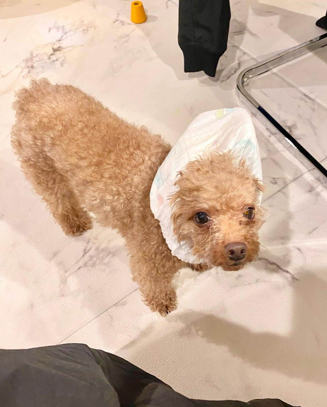 福田典子さんのインスタグラム写真 - (福田典子Instagram)「我が家のわんこも元気にしております🐶 人間の言葉の中でも「だめ！」とか「危ないよ！」とかを特に理解しているようで、我が子が「だめ！」と言われているのが聞こえると、すっ飛んでいってダメだよって吠えて教えてあげてるようです。ちゃんとお兄ちゃんしてくれています🤣 #おむつ犬  明日もよじごじDays、よろしくお願いします🌸」4月6日 22時30分 - norikofukuda212