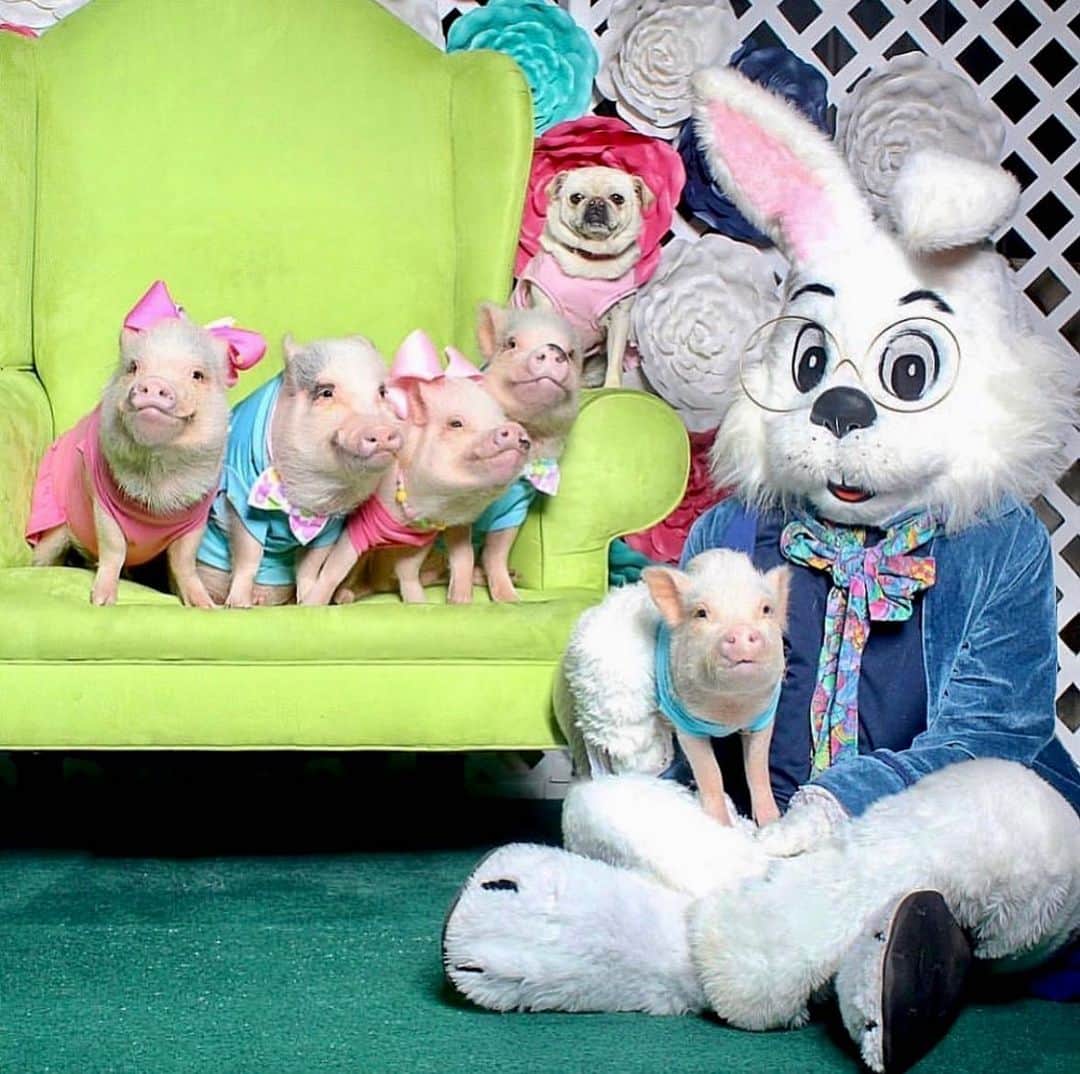 Priscilla and Poppletonのインスタグラム：「This kids is how it’s done! Hippity-Hoppity, Easter’s on its way!🐷💗🐰 #tbt #piggypenn #pigtailthepug #poseyandpink #prissyandpop」