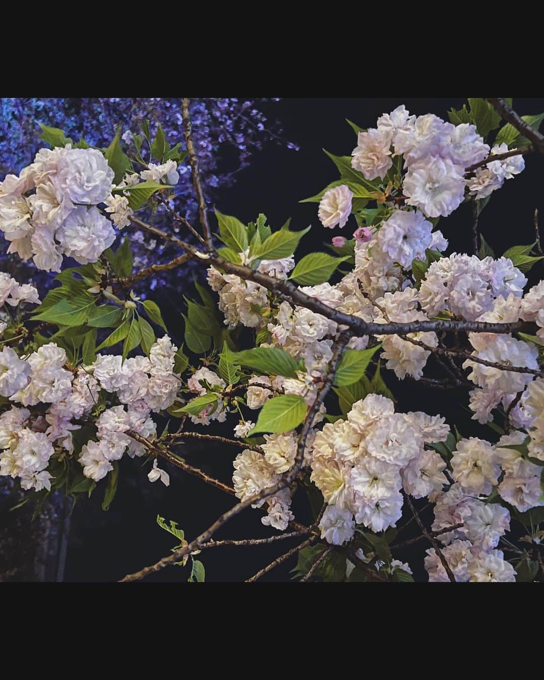 藤森香衣さんのインスタグラム写真 - (藤森香衣Instagram)「- 今週は色んな人と会って、色んな話が聞けた。  久しぶりな人ばかりで嬉しい。  八重桜を見た後、満月も見られて 今夜は幸せ💕  #八重桜 #夜桜 #満月 #4月の満月 #ピンクムーン というらしい」4月6日 22時45分 - kaefujimori