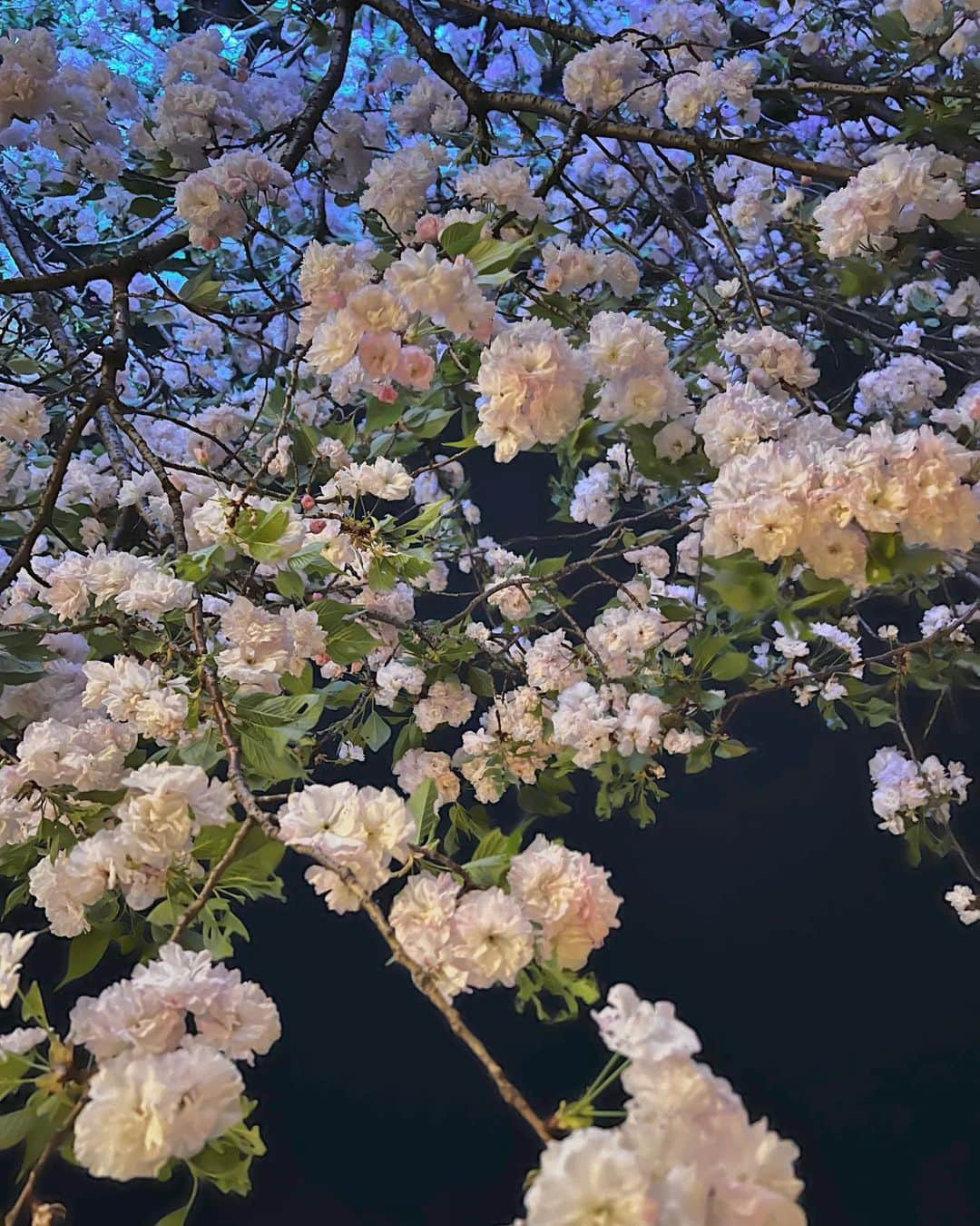 藤森香衣さんのインスタグラム写真 - (藤森香衣Instagram)「- 今週は色んな人と会って、色んな話が聞けた。  久しぶりな人ばかりで嬉しい。  八重桜を見た後、満月も見られて 今夜は幸せ💕  #八重桜 #夜桜 #満月 #4月の満月 #ピンクムーン というらしい」4月6日 22時45分 - kaefujimori