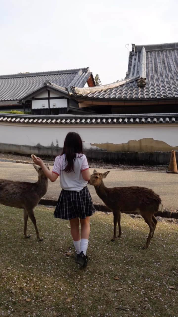 ジュリア・レストイン・ロイトフェルドのインスタグラム：「No Snow in Nara but Magical and Whimsical Nonetheless 🌸🦌🏯🇯🇵🙏🏻」