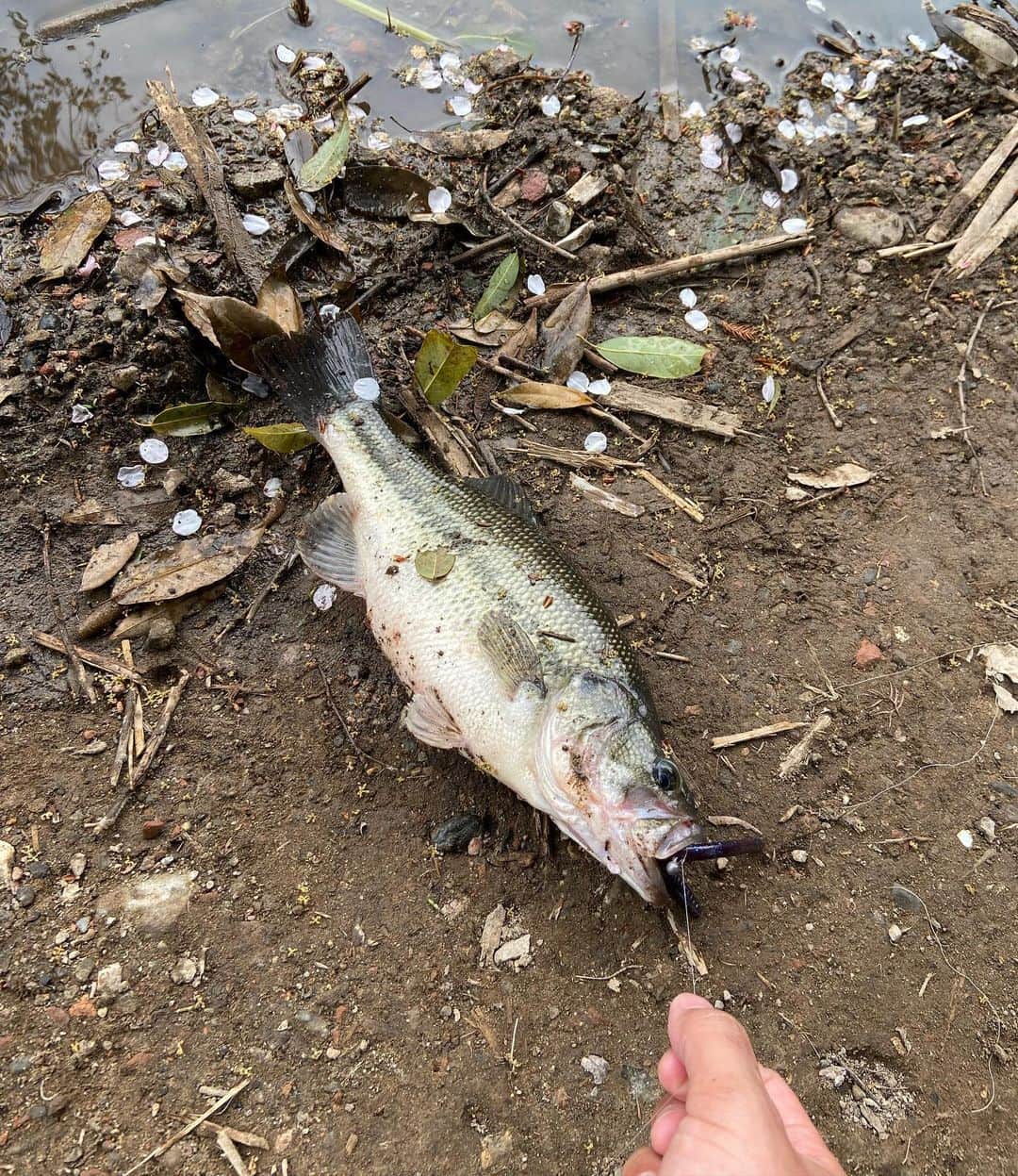 進祐哉のインスタグラム：「誘ってもらい20年ぶりにバス釣り 釣り熱再来🔥  @eljalapeno  BOSSの釣りチーム　PESCA LIBRE に参戦決定🔥」