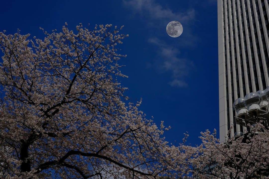 角田美喜のインスタグラム：「今日は早めの帰宅でお月様満月撮れました🌕ピンクムーンと言う事で桜写真とコラボしてみました🌸 明るい光ありがたいですね✨ #満月」