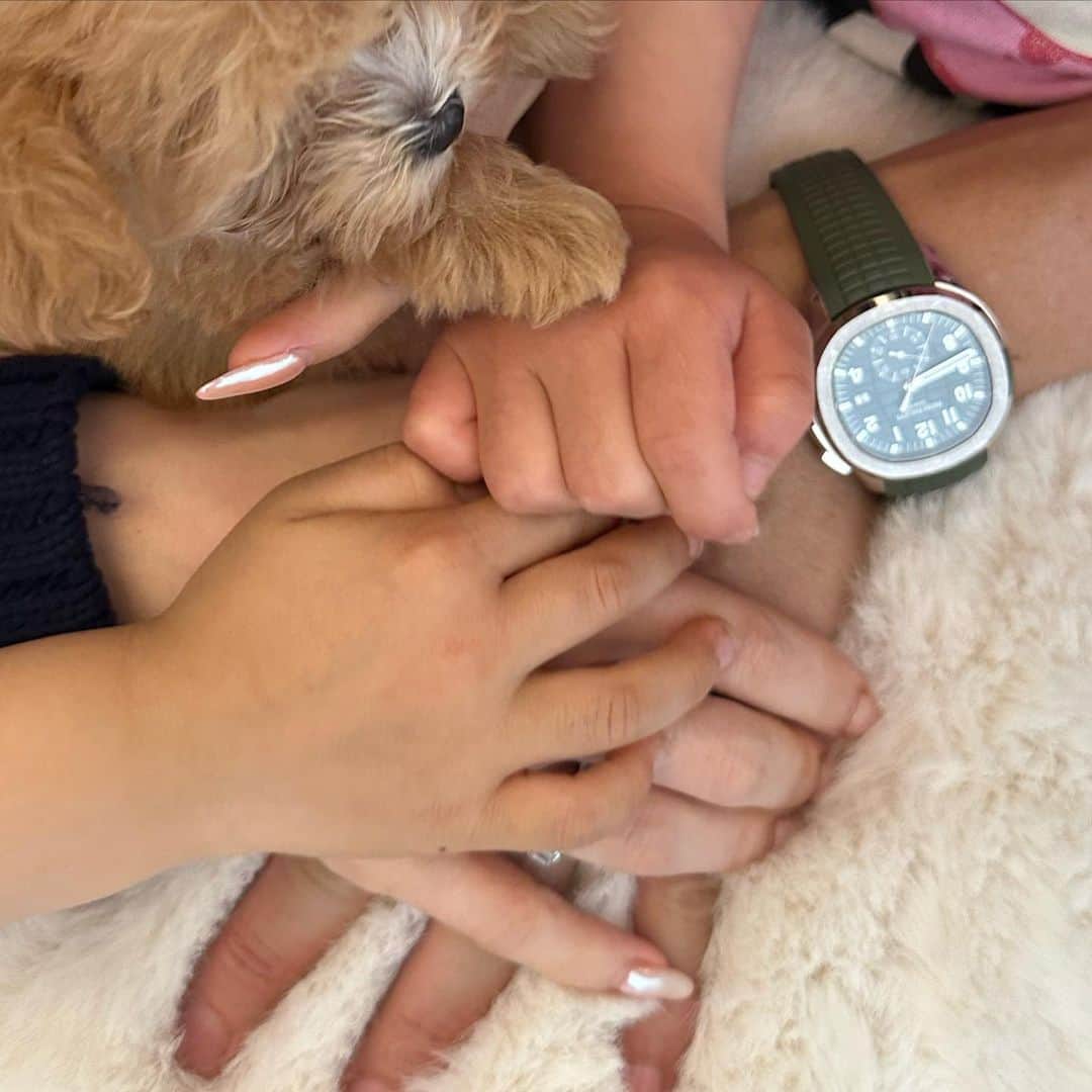 のインスタグラム：「またまたまた家族が増えちゃいました🫶 今日から家に来た まるぷーの アンジーです🐶  皆さんよろしくお願いします  HANAは自分も🐶になっちゃいました  #わんちゃん　#犬 #dog #dogsofinstagram  #マルプー #わんすたぐらむ」