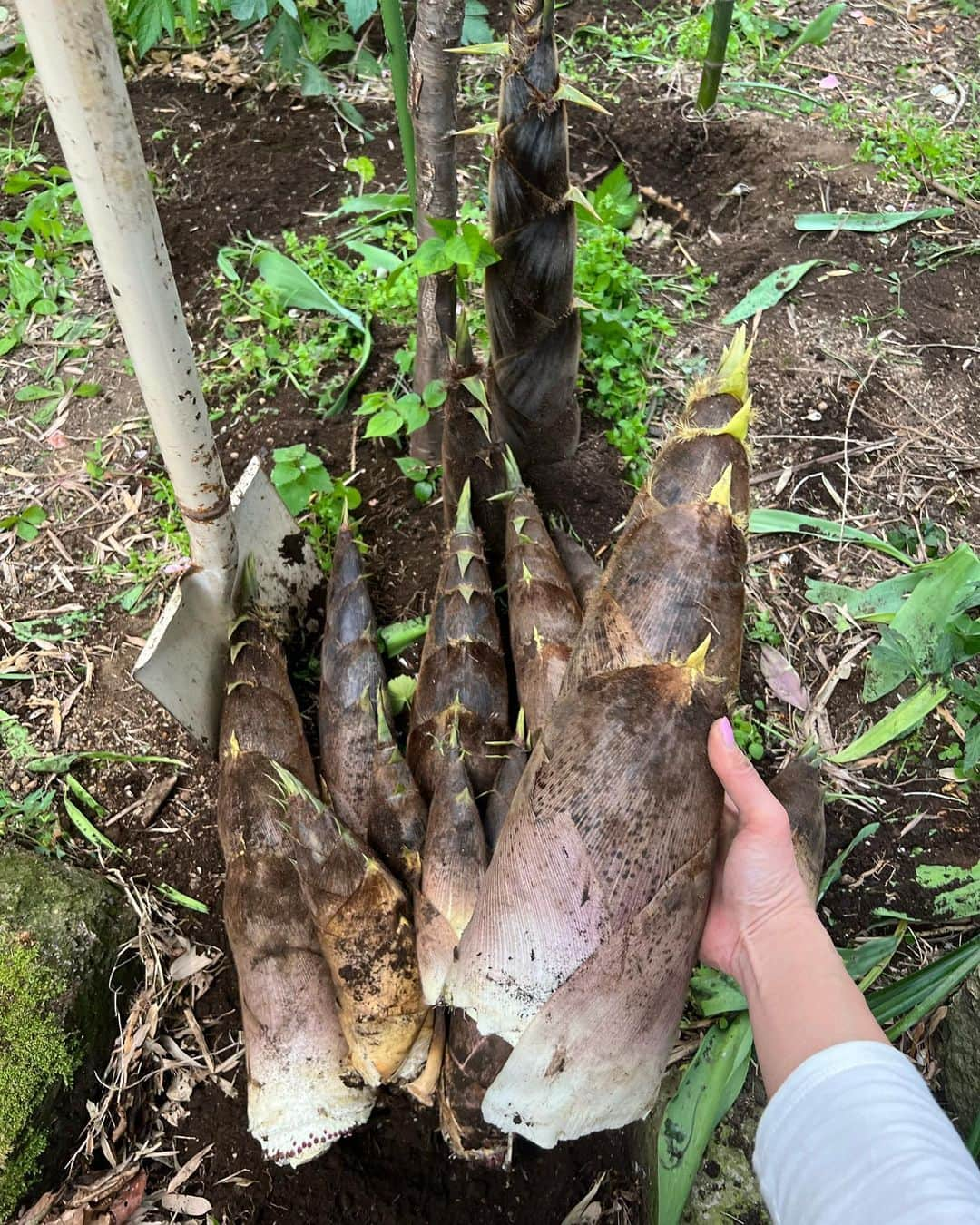 川田御早希さんのインスタグラム写真 - (川田御早希Instagram)「伯父の家の庭でタケノコ掘り☆ たくさん採れたのでアク抜きも大変です⁉︎ 伯父さん、今年もありがとう☆  #春の恵みに感謝  #ありがとう #たけのこ掘り #春の味覚」4月6日 23時04分 - misaki_kawada