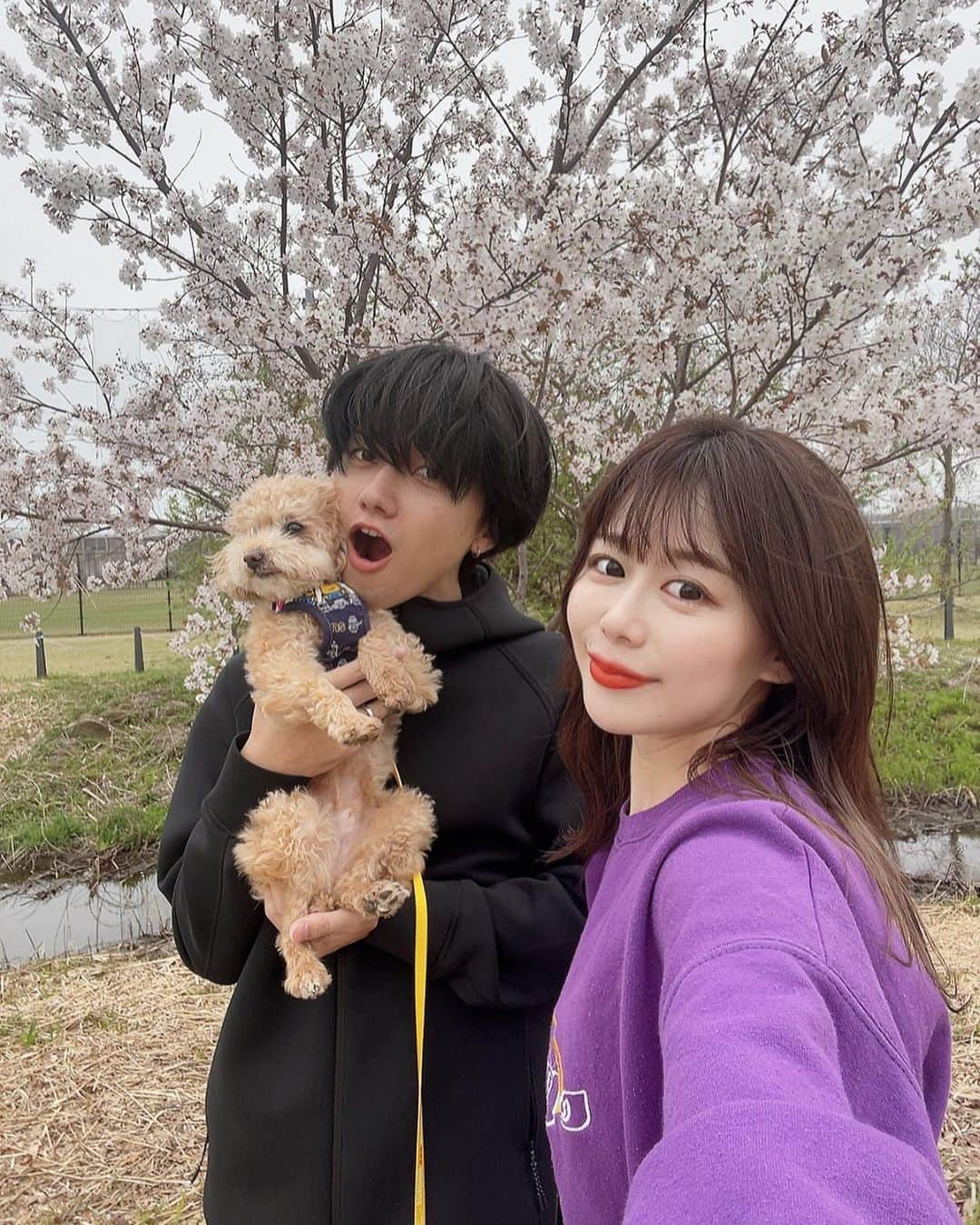 かめだなつみさんのインスタグラム写真 - (かめだなつみInstagram)「🌸桜とモカ🐕♡  なんとなんと、帰りにはカートデビューも果たしちゃいました🛒❤️  #犬飼うと平和になる #飼ってませんよ #イッヌ  . . . #横浜 #新横浜 #日産スタジアム#drive #花見 #犬 #わんこ #date #yokohama #follome #f4follow #ootd #cute #fashion #instagood  #커플티 #남친룩 #팔로우 #선팔하면맞팔 #뷰스타그램 #instagood #fff #l4like #beauty #photooftheday  #love #dog #cherryblossom」4月7日 0時08分 - kamenatsu0614