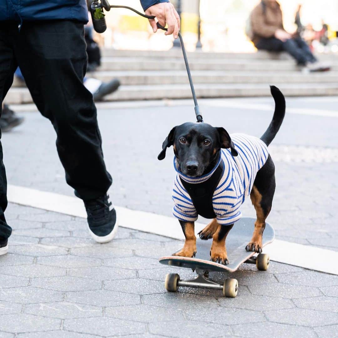 The Dogistさんのインスタグラム写真 - (The DogistInstagram)「Will, Dachshund mix (2 y/o), Union Square, New York, NY • “I was skating one day and my girlfriend saw him sitting on the board, so we started training him. He jumps on and does tricks. He knows he gets treats when he does it.” @brooklynskatedog」4月7日 0時31分 - thedogist