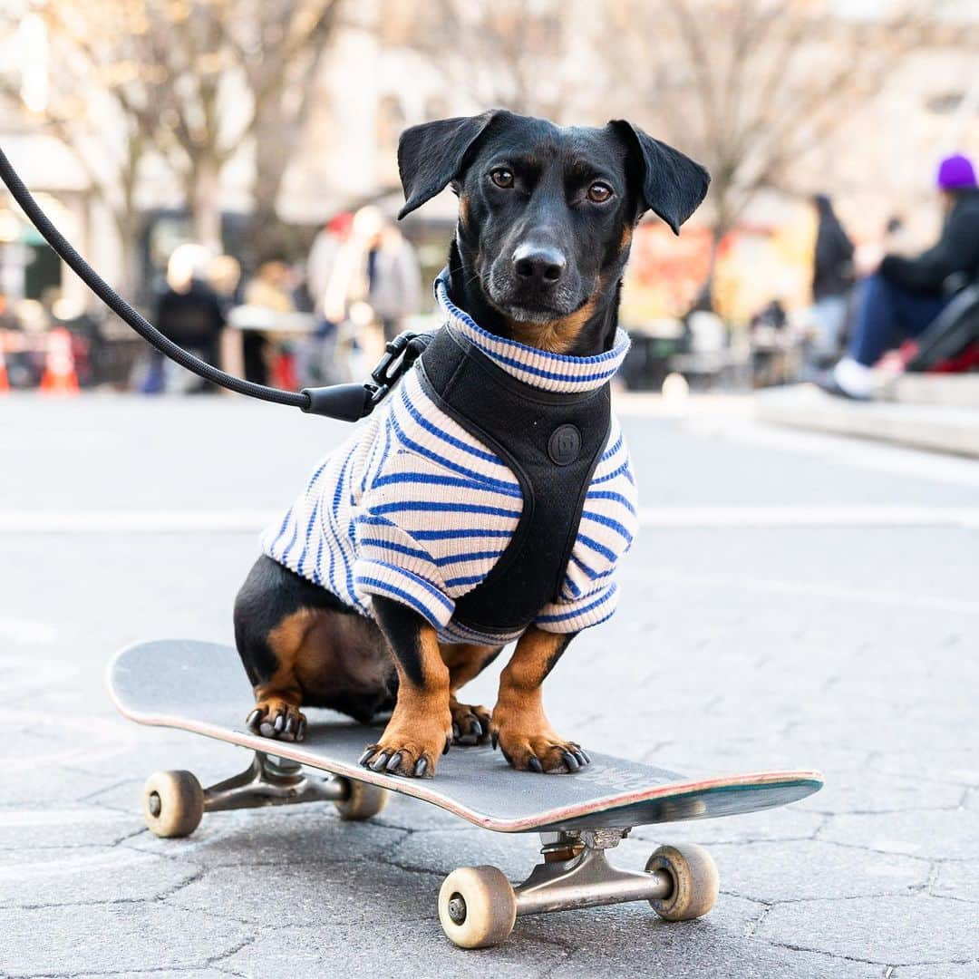 The Dogistさんのインスタグラム写真 - (The DogistInstagram)「Will, Dachshund mix (2 y/o), Union Square, New York, NY • “I was skating one day and my girlfriend saw him sitting on the board, so we started training him. He jumps on and does tricks. He knows he gets treats when he does it.” @brooklynskatedog」4月7日 0時31分 - thedogist