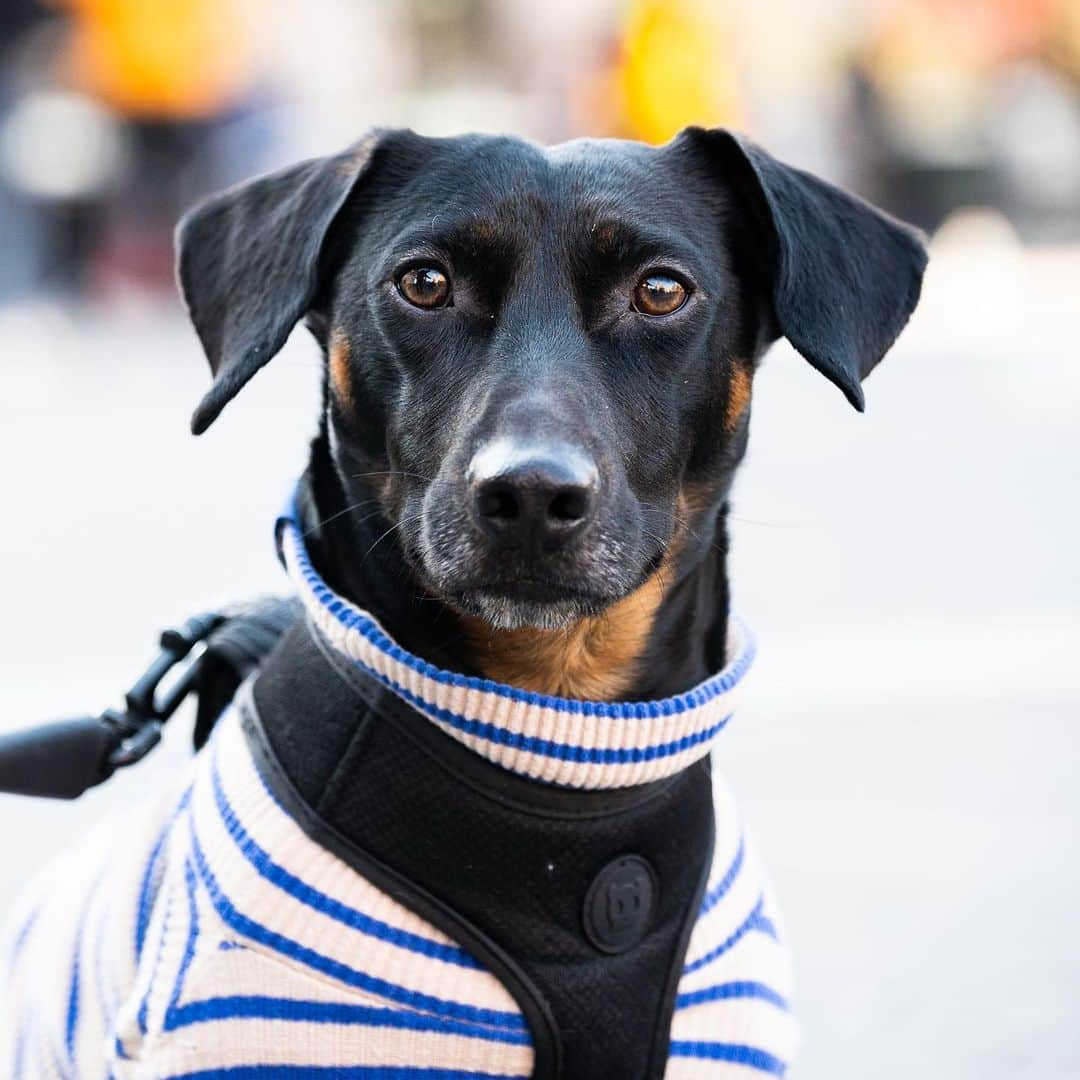 The Dogistさんのインスタグラム写真 - (The DogistInstagram)「Will, Dachshund mix (2 y/o), Union Square, New York, NY • “I was skating one day and my girlfriend saw him sitting on the board, so we started training him. He jumps on and does tricks. He knows he gets treats when he does it.” @brooklynskatedog」4月7日 0時31分 - thedogist