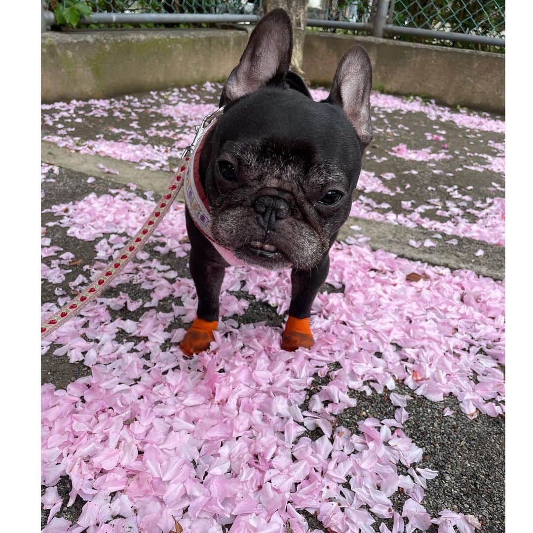のインスタグラム：「今年も可愛いポンポンの桜を見ながらお散歩 もっちゃんは桜が似合うねえ🌸   #frenchbulldog  #フレンチブルドッグ  #おいもちゃん」