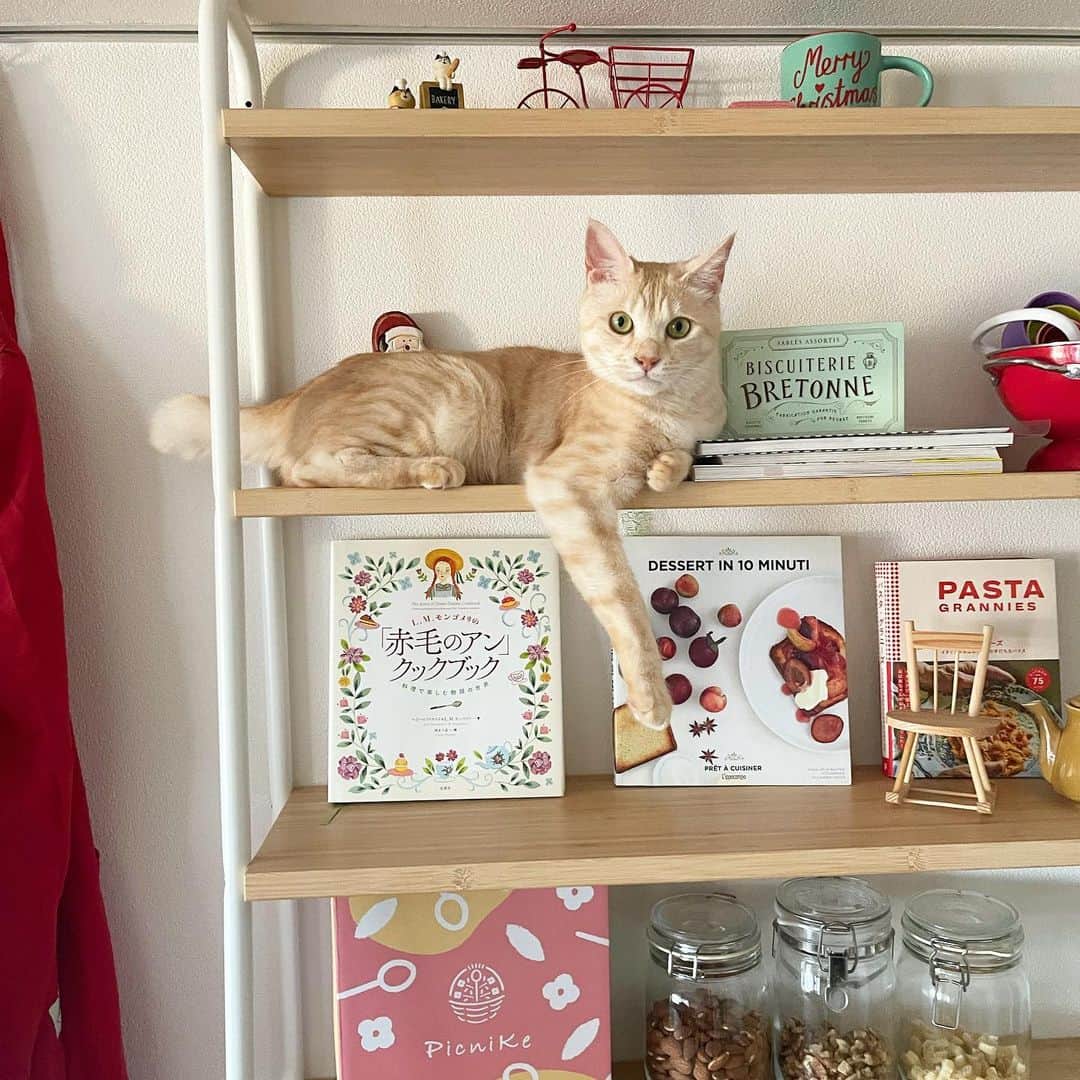 はるあんのインスタグラム：「ねこってほんと何するかわからない😂 昨日は自ら飾りものになってました…。 かわいいから全然いいけどね😍笑  ねことの生活で大変なのは、猫っ毛のお掃除かもしれないです。 2匹分だからかすごいのよ。掃除機かけても、コロコロしても出てくる出てくる。 キリがないけどね、なるべく綺麗にしといてあげたいから！お掃除がんばります💪✨」