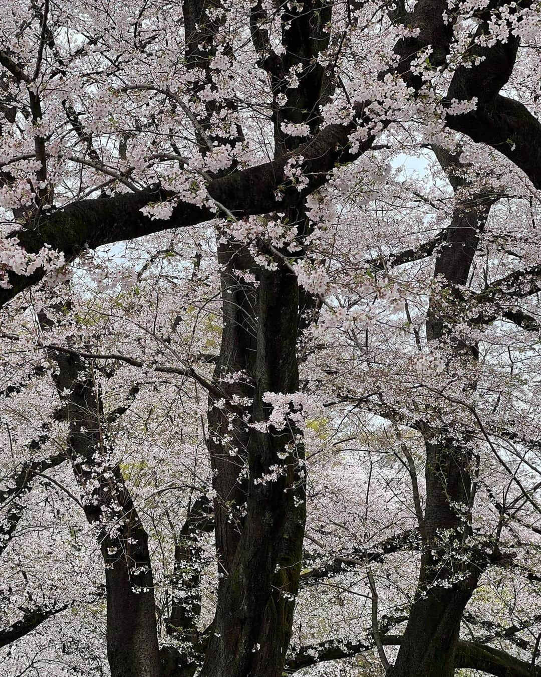 黒田エイミさんのインスタグラム写真 - (黒田エイミInstagram)「今年は毎日のように見れた🌸 次は新芽が楽しみ🌱」4月7日 10時15分 - eimikuroda_official