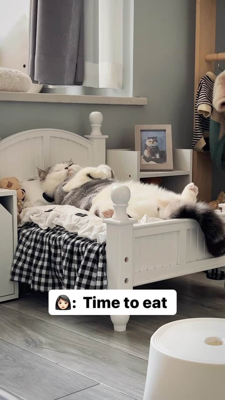 のインスタグラム：「Only food can wake meow up  @ 大懒猫墨宝宝  #meowed #cutecat #cat #chonk #me #hungry #alwayshungry #foodislife」