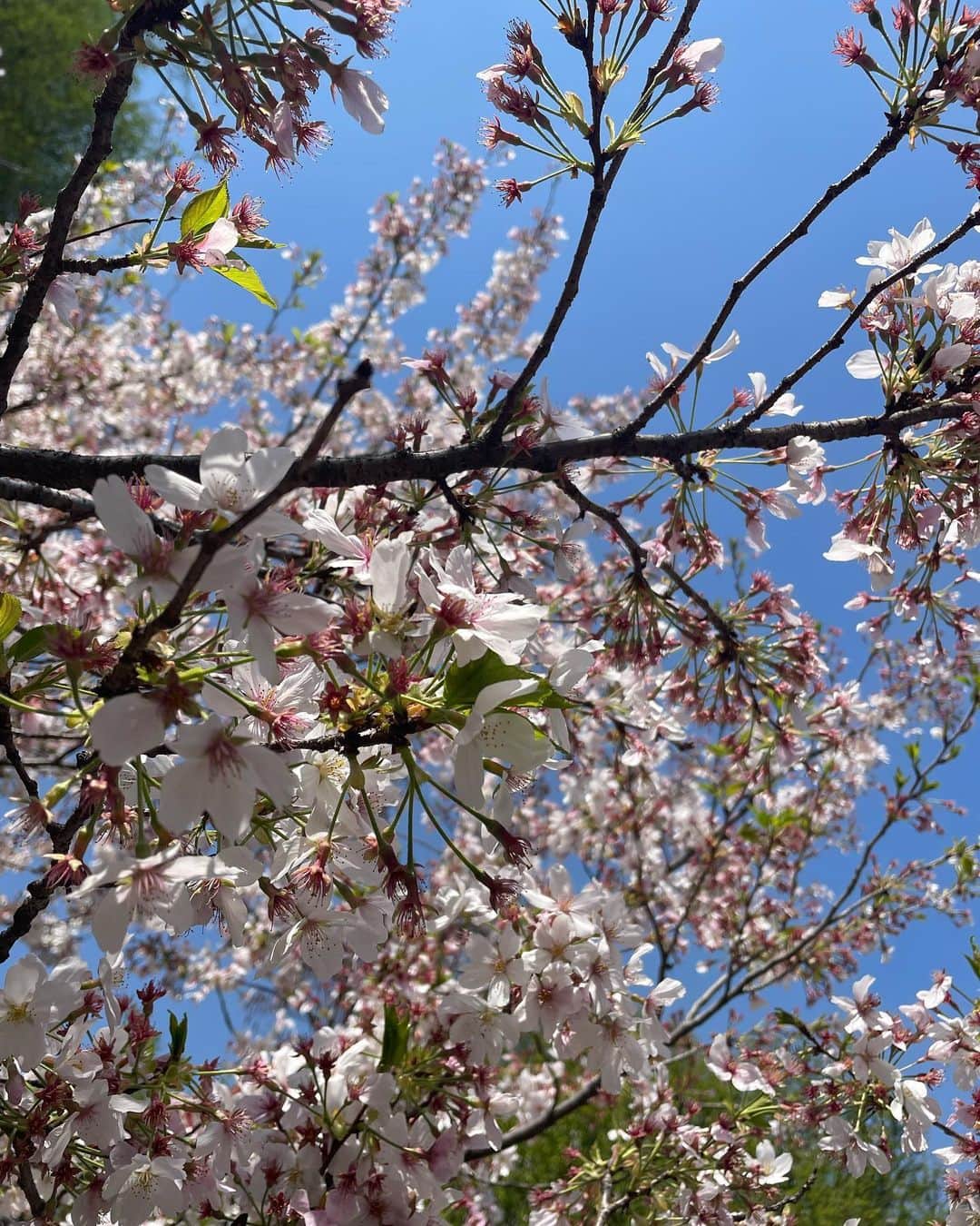 RUUNAさんのインスタグラム写真 - (RUUNAInstagram)「🌸👟 #spring #cherryblossom #park #sneaker #tokyo #japan」4月7日 10時43分 - ruuna_kolme