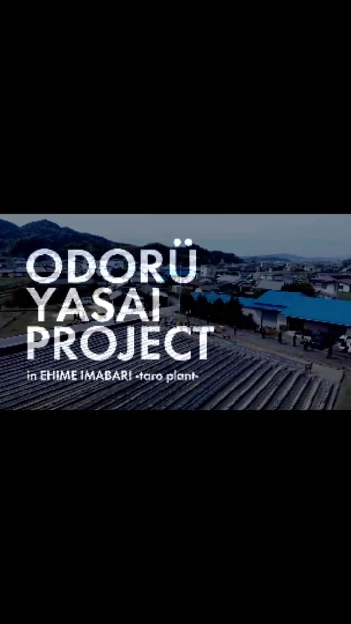 USAのインスタグラム：「ODORÜ YASAI in EHIME IMABARI♪ 今回は愛媛県今治市で里芋を植えました！ 夏の収穫祭まで元気に育ちますように☆  お近くの方は是非、収穫祭にお越し下さい！ みんなで豊作を祝って、食べて飲んで踊って最高の祭りを作りましょう♪ またお知らせします。  #odorüyasai #オドル野菜プロジェクト #愛媛県#今治市 #種まき#里芋#農業#自給率アップ#国産#madeinjapan」