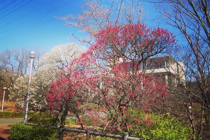 Soka Universityさんのインスタグラム写真 - (Soka UniversityInstagram)「Campus Seasonal Photos March ① 丹木の歳時記　弥生(一) ⑴ Central Library・中央図書館前 ⑵ 中央図書館前 ⑶ Ikeda Auditorium・池田記念講堂 ⑷ Nettle-tree butterfly・テングチョウ ⑸ Violet・菫(スミレ) ⑹ Trumpet daffodil・ラッパ水仙 ⑺ Horsetail・土筆(ツクシ) ⑻ Butterbur scape・蕗の薹(フキノトウ) ⑼ Spike winter hazel・土佐水木(トサミズキ) ⑽ a Japanese andromeda・馬酔木(アセビ) #discoversoka #sodaigram #sodaipictures #sokauniversity #創価大学 #hachioji #八王子 #tokyo #東京 #campus #キャンパス #university #大学 #students #学生 #global #グローバル #pictures #写真 #nature #自然 #march #3月 #弥生 #fourseasons #四季 #environment #環境」4月7日 11時01分 - sokauniversity