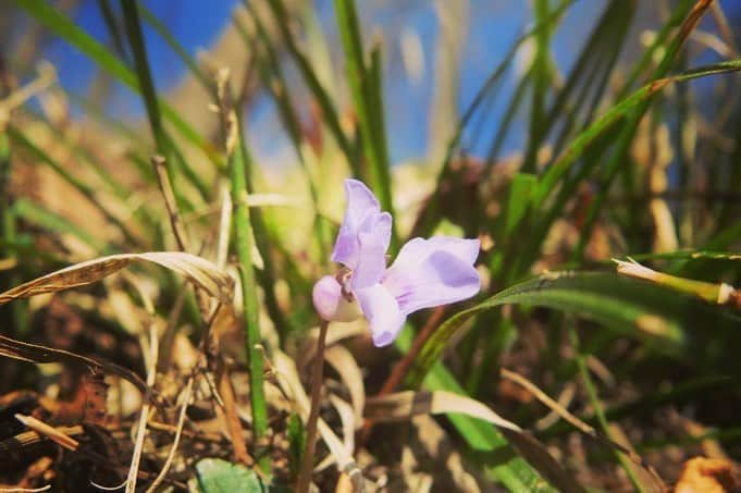 Soka Universityさんのインスタグラム写真 - (Soka UniversityInstagram)「Campus Seasonal Photos March ① 丹木の歳時記　弥生(一) ⑴ Central Library・中央図書館前 ⑵ 中央図書館前 ⑶ Ikeda Auditorium・池田記念講堂 ⑷ Nettle-tree butterfly・テングチョウ ⑸ Violet・菫(スミレ) ⑹ Trumpet daffodil・ラッパ水仙 ⑺ Horsetail・土筆(ツクシ) ⑻ Butterbur scape・蕗の薹(フキノトウ) ⑼ Spike winter hazel・土佐水木(トサミズキ) ⑽ a Japanese andromeda・馬酔木(アセビ) #discoversoka #sodaigram #sodaipictures #sokauniversity #創価大学 #hachioji #八王子 #tokyo #東京 #campus #キャンパス #university #大学 #students #学生 #global #グローバル #pictures #写真 #nature #自然 #march #3月 #弥生 #fourseasons #四季 #environment #環境」4月7日 11時01分 - sokauniversity