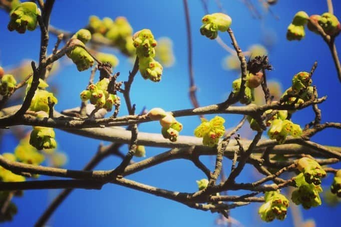 Soka Universityさんのインスタグラム写真 - (Soka UniversityInstagram)「Campus Seasonal Photos March ① 丹木の歳時記　弥生(一) ⑴ Central Library・中央図書館前 ⑵ 中央図書館前 ⑶ Ikeda Auditorium・池田記念講堂 ⑷ Nettle-tree butterfly・テングチョウ ⑸ Violet・菫(スミレ) ⑹ Trumpet daffodil・ラッパ水仙 ⑺ Horsetail・土筆(ツクシ) ⑻ Butterbur scape・蕗の薹(フキノトウ) ⑼ Spike winter hazel・土佐水木(トサミズキ) ⑽ a Japanese andromeda・馬酔木(アセビ) #discoversoka #sodaigram #sodaipictures #sokauniversity #創価大学 #hachioji #八王子 #tokyo #東京 #campus #キャンパス #university #大学 #students #学生 #global #グローバル #pictures #写真 #nature #自然 #march #3月 #弥生 #fourseasons #四季 #environment #環境」4月7日 11時01分 - sokauniversity