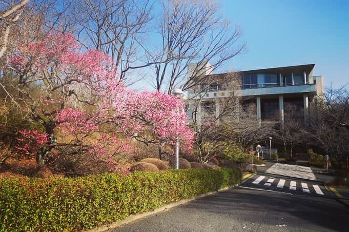 Soka Universityさんのインスタグラム写真 - (Soka UniversityInstagram)「Campus Seasonal Photos March ① 丹木の歳時記　弥生(一) ⑴ Central Library・中央図書館前 ⑵ 中央図書館前 ⑶ Ikeda Auditorium・池田記念講堂 ⑷ Nettle-tree butterfly・テングチョウ ⑸ Violet・菫(スミレ) ⑹ Trumpet daffodil・ラッパ水仙 ⑺ Horsetail・土筆(ツクシ) ⑻ Butterbur scape・蕗の薹(フキノトウ) ⑼ Spike winter hazel・土佐水木(トサミズキ) ⑽ a Japanese andromeda・馬酔木(アセビ) #discoversoka #sodaigram #sodaipictures #sokauniversity #創価大学 #hachioji #八王子 #tokyo #東京 #campus #キャンパス #university #大学 #students #学生 #global #グローバル #pictures #写真 #nature #自然 #march #3月 #弥生 #fourseasons #四季 #environment #環境」4月7日 11時01分 - sokauniversity