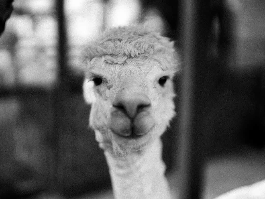 のインスタグラム：「アルパカ #アルパカ #alpaka #東武動物公園」