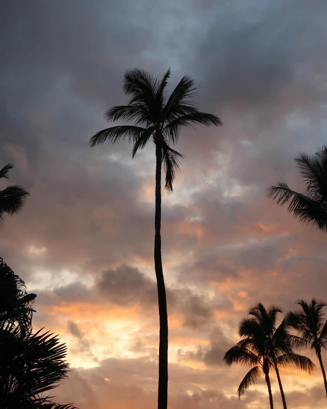 のインスタグラム：「🌴✨🌴✨🌴」
