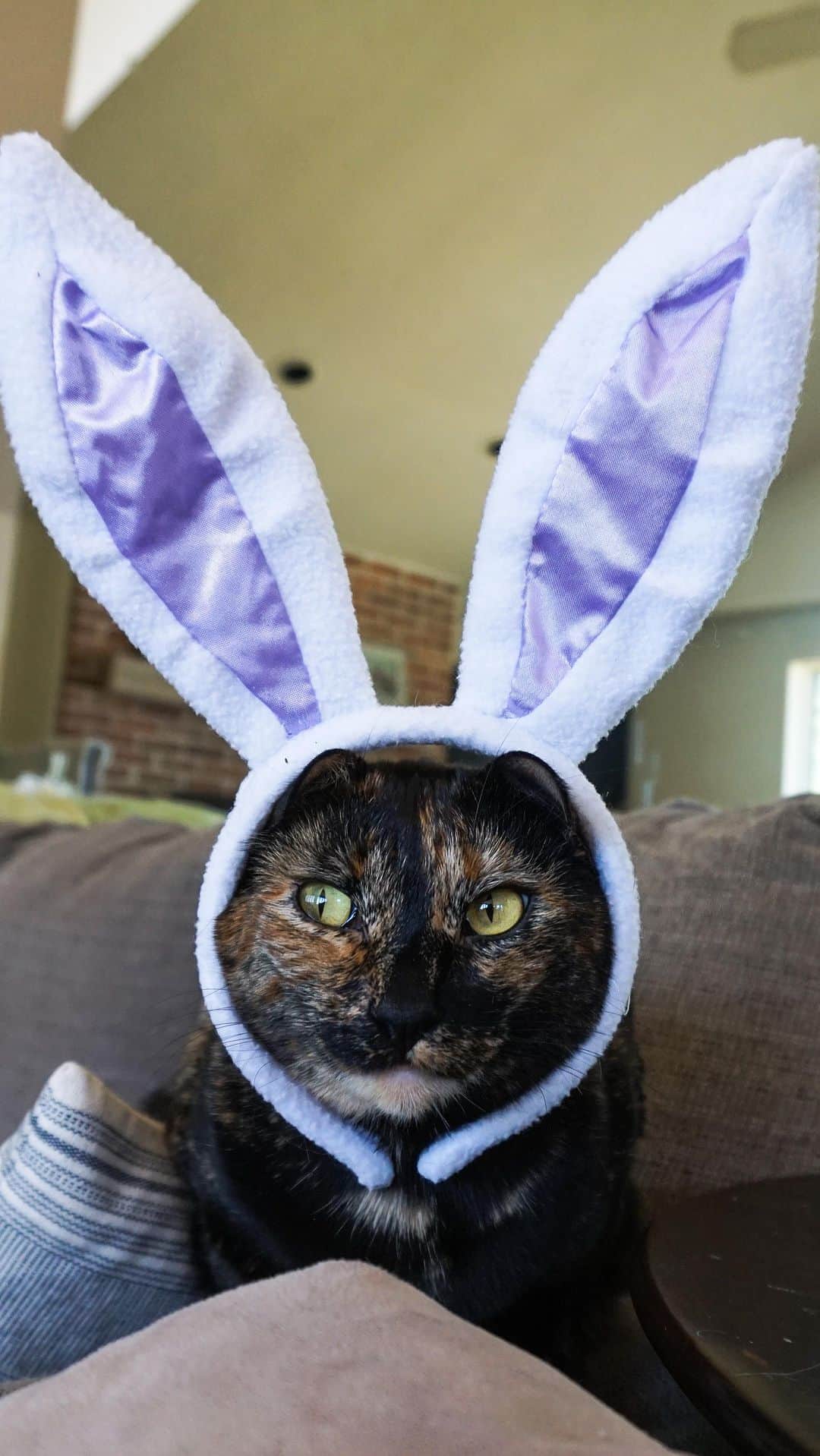 The Cats Of Instagramのインスタグラム：「Hey Everybunny 🐰, This weekend is Easter and do you know what we’re NOT going to do? Bring lilies into our homes or send them to friends and family with pets! Say it with me now, “LILIES ARE NOT WORTH THE RISK!” Instead, head to the @aspca website to find pet friendly flowers that are gorgeous and safe for homes with pets 🌼」