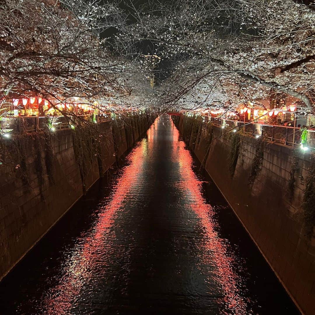 松谷優輝さんのインスタグラム写真 - (松谷優輝Instagram)「今年最後の桜かな？ どんどん緑に変わっていく  #夜桜」4月7日 3時22分 - matsuyayuuki_official