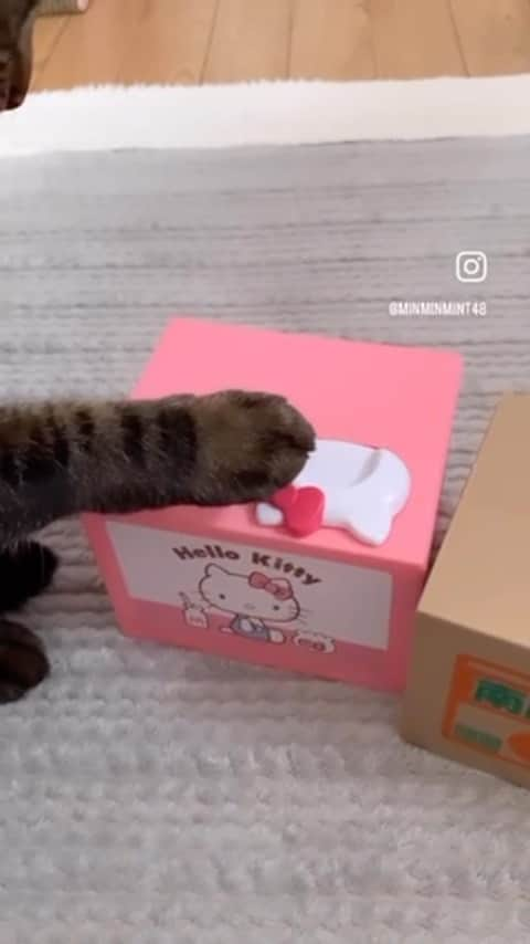 Cats of Instagramのインスタグラム