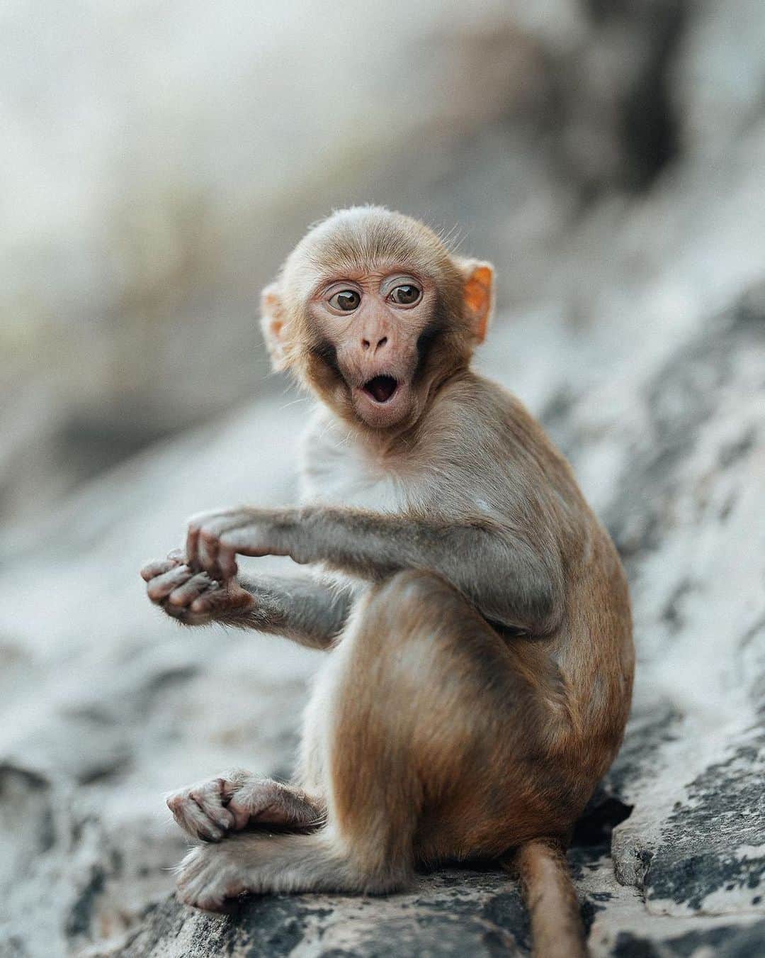 Canon Photographyのインスタグラム：「Monkeys are a common sight in many parts of India, and they are often considered sacred animals in Hindu mythology 🇮🇳   There are many species of monkeys found in India, including the popular langurs and macaques. These playful primates are known for their intelligence, agility, and mischievous behavior, often entertaining tourists and locals alike with their antics. However, it's important to remember that they are wild animals and should be treated with respect and caution 📸   Photography by @withluke  Curated by @rupertporpora  . . . . . . . #monkeybusiness #monkey #monkeyface #indiawildlife #indiapictures #indiatravelgram #travelindia #indiatravelgram #earth #wildlife #wildlifeonearth」