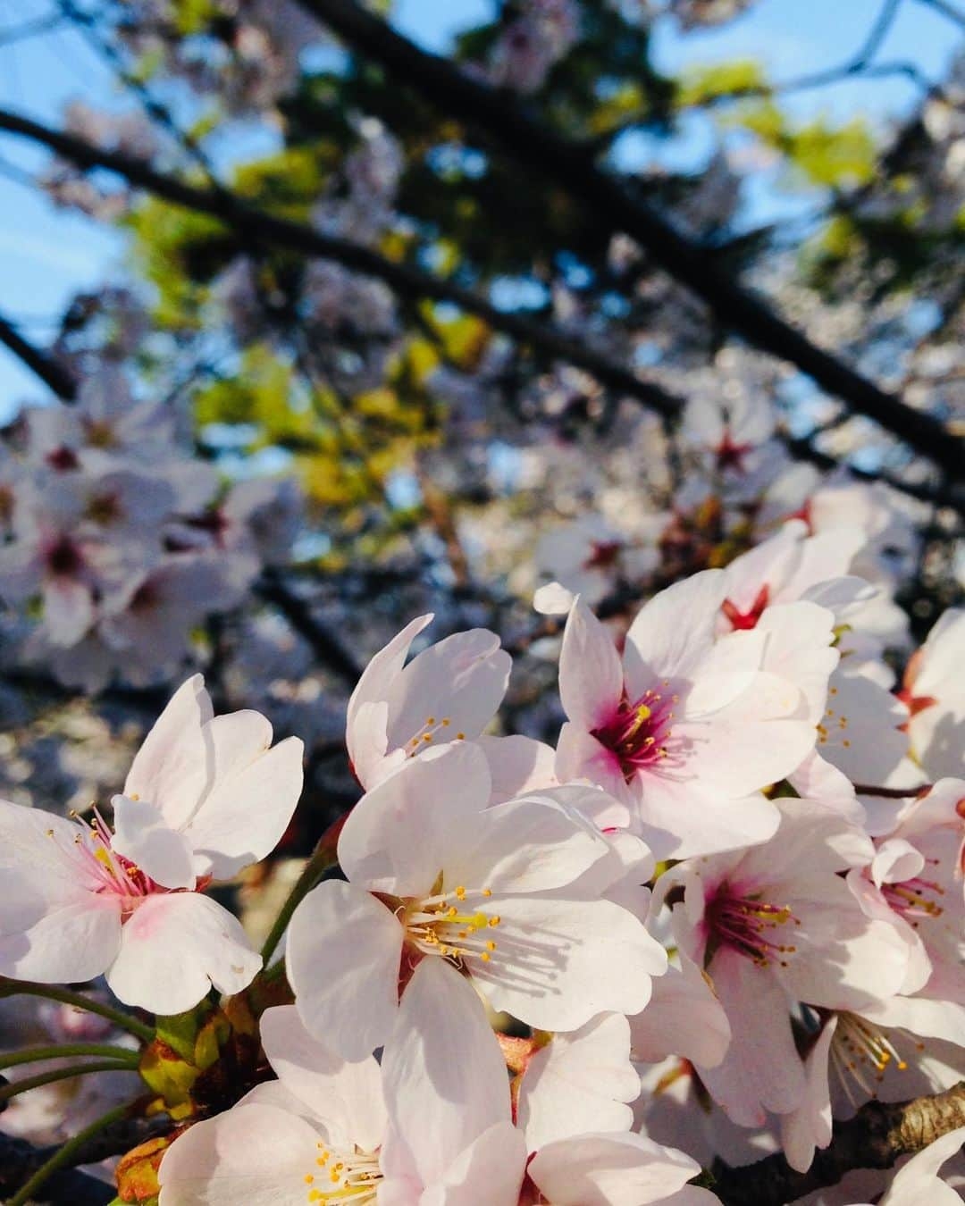 笙乃茅桜のインスタグラム：「.  今年まだ桜を見ていない事に気づいてしまった…😱  #桜」