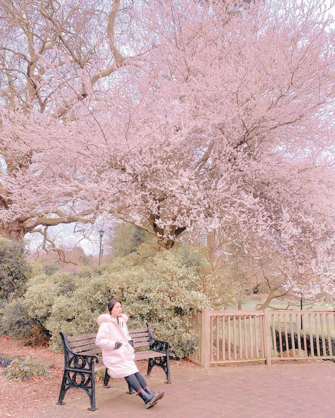 LIKARANAIのインスタグラム：「Nearing closer to the end of cherry blossom season 𓏲࣪ ∿ 𑁍 ˓ The blue skies are deceiving …  I’m still in a coat …  正 確 示 範 賞 櫻 著 裝 🌬️  。 。 。 。 。 。 #surrey #uk #spring #cherryblossom #sakura #travel #girlstravel #cottagecore #pinkaesthetic #coquetteaesthetic #springaesthetic #lovegreatbritain #photography #beautifulengland #thisisprettyengland #likeforlikes #shoutout #お花見 #桜 #コメント返し #写真好きな人と繋がりたい #カメラ女子 #カメラ好きな人と繋がりたい #おはようございます」