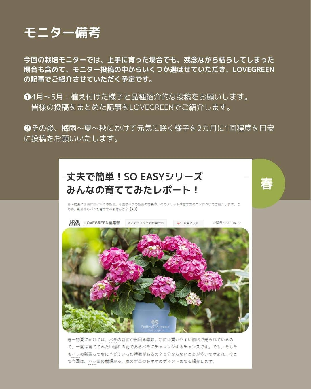 LOVEGREEN -植物と暮らしを豊かに。さんのインスタグラム写真 - (LOVEGREEN -植物と暮らしを豊かに。Instagram)「🌿モニター募集のお知らせ🌿  育てやすくて、存在感抜群！一鉢で家まわりの景色を彩ってくれる「SO EASY」のバラ2品種、アジサイ、アガパンサスの4鉢セットをどど～んとモニター募集します！  ▼「SO EASY」シリーズって？ 「かんたん　きれい　ちょうどいい」をコンセプトに、初心者でも簡単に育てはじめることができ、暮らしが彩り輝く”ちょうどいい”鉢花のシリーズです。コンパクトな草姿でテラスやベランダで楽しみやすく、長雨や酷暑、寒波など、日本の変化が激しい環境下に負けずに育つ強権な性質を備えた植物が選び抜かれているんです♪  ＝＝＝＝＝＝＝＝＝＝＝＝＝＝＝＝＝＝＝＝＝＝＝＝  ≪応募期間≫ 2023.4.7(金）～4.13（木）  ≪応募条件≫ ・ベランダやバルコニー、玄関前、お庭などで 　4鉢の植物を育てることができる環境の方 ・地植え・鉢植えいずれでもOK！ ・モニター品種の栽培経緯をインスタグラムのフィード 　ストーリーズ・リール動画などで投稿いただける方 　※4月～5月にかけての植えて飾った様子 　　6月～10月にかけての梅雨～夏～秋の様子 　 ・以下ハッシュタグ／メンションをつけていただける方 　↓ #SOEASYシリーズ @lovegreen_official  ※投稿写真は、LOVEGREEN記事／公式SNSで使用させていただくことがあります。  ≪応募方法≫ ①本アカウントをフォロー ②コメント欄に一言で応募完了！  ≪当選人数≫ 20名様  ≪選考≫ 社内選考の上、インスタグラムのDMにてご連絡させていただきます。  ＝＝＝＝＝＝＝＝＝＝＝＝＝＝＝＝＝＝＝＝＝＝＝＝  本モニターの応募は締め切りました。たくさんのご応募ありがとうございました。当選者の方には後日、DMでご連絡させていただきます。  #SOEASYシリーズ　#バラ　#アジサイ　#エンドレスサマー　#トゥルーブルーム　 #アガパンサス　#植物のある暮らし　 #庭のある暮らし #モニター募集 #モニター募集中」4月7日 7時00分 - lovegreen_official