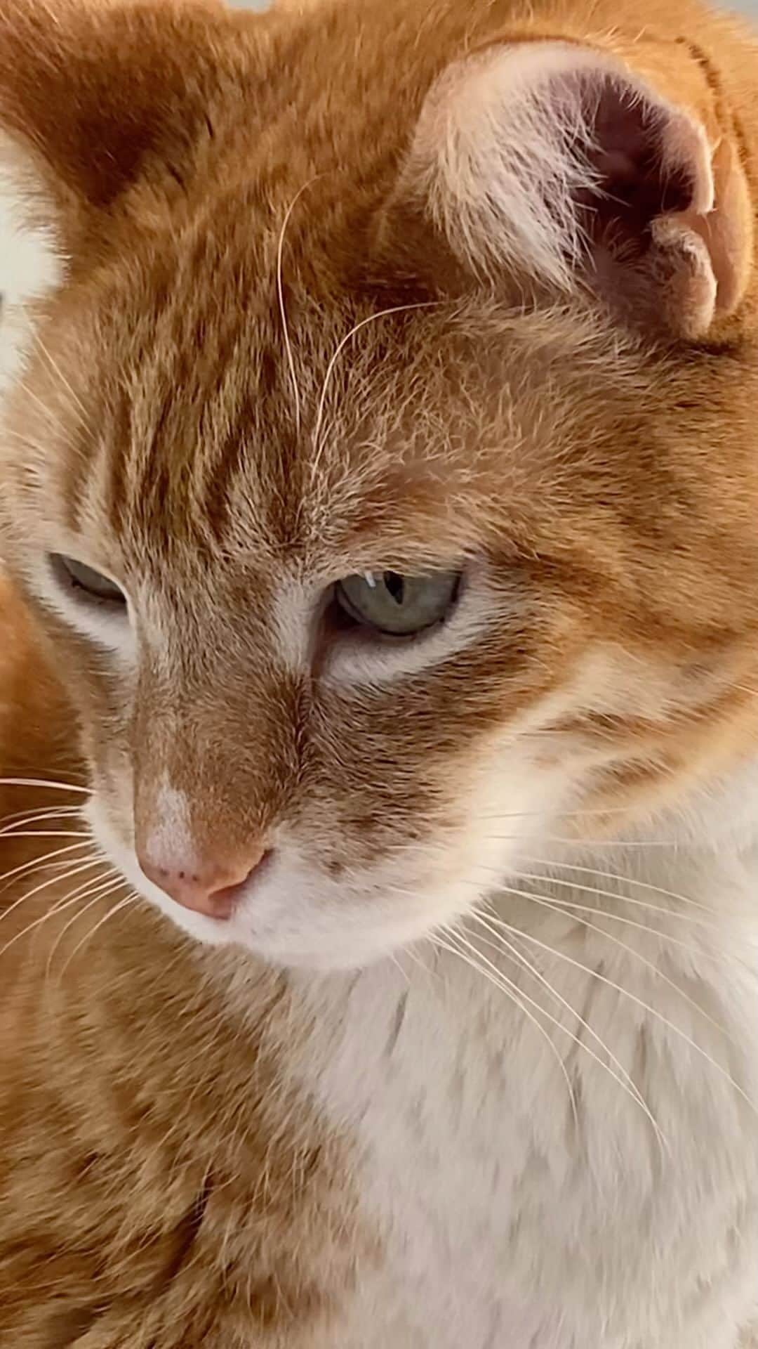 City the Kittyのインスタグラム：「I hope this movie has a good ending! 😹  #catwatchingtv #curiouscat」