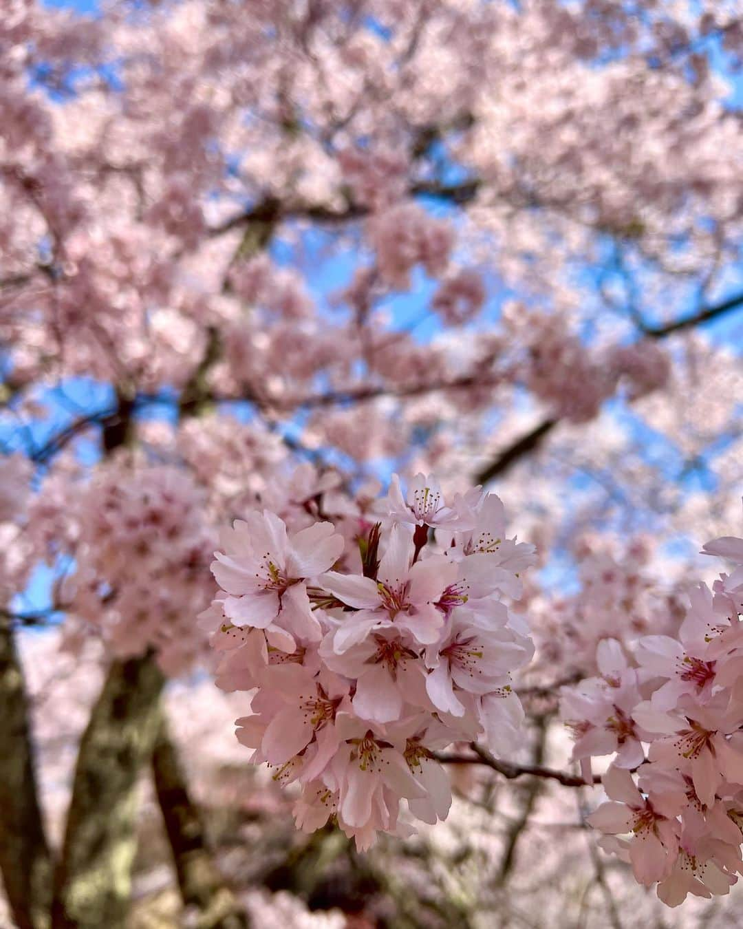 高田有紗のインスタグラム：「満開の桜×散り始め  桜吹雪も桜絨毯も好き!!!  タカトオコヒガンザクラは天下第一の桜って言われてて、少し小ぶりの濃いピンク  ほかにも山桜、ソメイヨシノ、しだれ桜、、たくさんみれました🥰  #お花見 #桜 #思い出は#アルバム #長野 #高遠 #伊那市 #長野大好き #デート #父親と #いつものごとく #安定の親子 #映え #インスタ映え #桜スポット #日本さくらの会 #さくらの名所100選 #高遠城址公園 #タカトオコヒガンザクラ ←固有種なんだって #天下第一の桜 #日本三大桜の名所 #japansakura #sakura #japan #japantravel #japanculture #japanphoto」