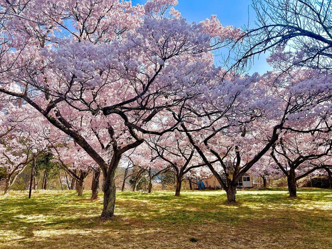 高田有紗のインスタグラム：「早起きは三文の徳!! でした🤭  桜の投稿続きます🥰  1泊温泉旅行のタイミングで高遠の桜が満開だったから、お花見してきたのです✌(๑˃̶͈̀◡˂̶͈́๑)✌  ((安定の父親とね🐈  #お花見 #桜 #思い出は#アルバム #長野 #高遠 #伊那市 #長野大好き #デート #父親と #いつものごとく #安定の親子 #映え #インスタ映え #桜スポット #日本さくらの会 #さくらの名所100選 #高遠城址公園 #タカトオコヒガンザクラ ←固有種なんだって #天下第一の桜 #日本三大桜の名所 #japansakura #sakura #japan #japantravel #japanculture #japanphoto」